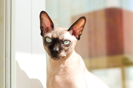 A bald cat of the Canadian Sphynx breed sits on the floor in the sunの写真素材
