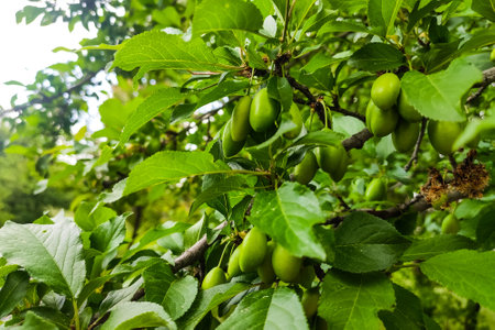 Close up of myrobalan plum green on a harvest tree.の写真素材