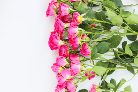 Small pink bush roses on a white background with a place for textの写真素材