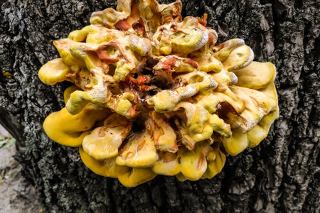 A huge yellow fungus-parasite Laetiporus sulphureus grew on a burnt tree.の写真素材