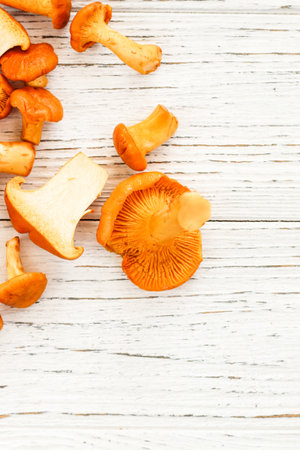 Cantharellus Cibarius, chanterelle mushrooms yellow on chalkboardの写真素材