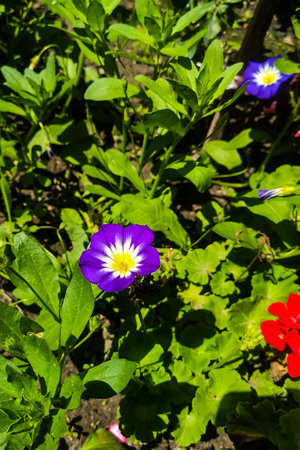 Petunia flower in the garden in purple and yellow colorの写真素材