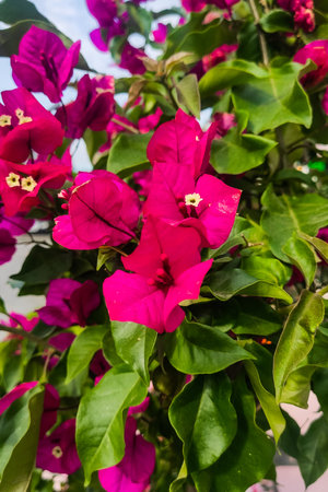 Purple Weigela flower in a pot close-upの写真素材