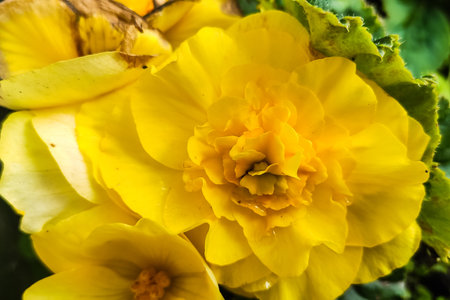 Begonia flower in the garden in yellow colorの写真素材