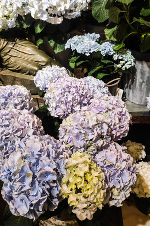 Purple hydrangea plant in pots, home gardeningの写真素材