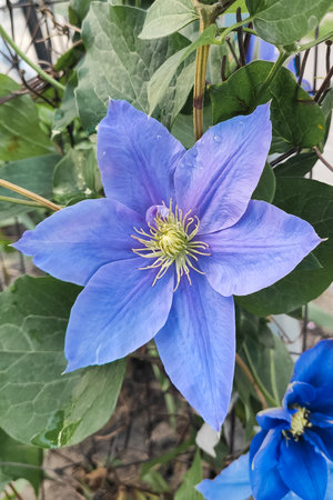Clematis flower in the garden in a strong color close-upの写真素材