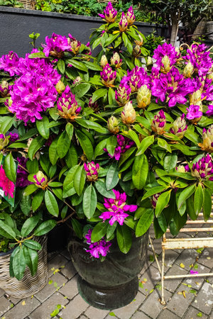 Purple rhododendron flower in a pot close-upの写真素材