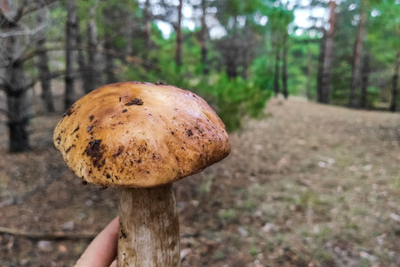 The large mushroom Boletus edulis grows in a coniferous forest.の写真素材