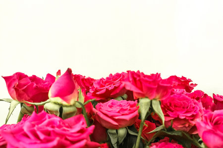 Pink bush rose close-up, place for textの写真素材