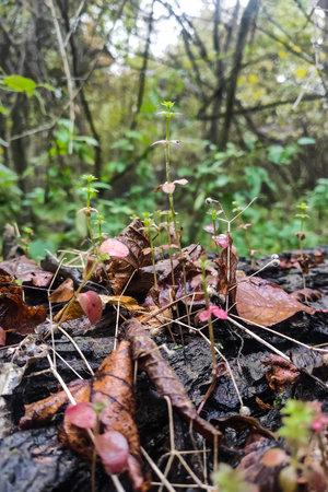 Autumn fallen leaves in autumn forest after rain