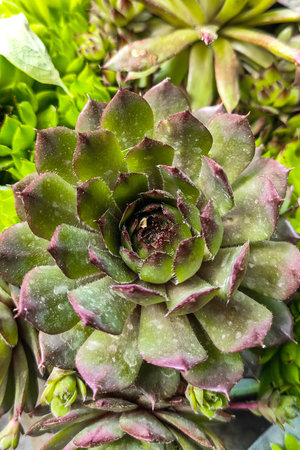 Green succulent Echeveria close up, green backgroundの写真素材