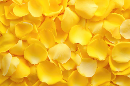 Yellow background with rose petals, place for textの素材