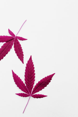 Marijuana leaves on a white background, medical cannabisの写真素材
