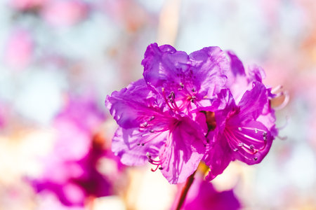 Plant bush purple rhododendron close upの写真素材