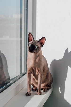 Hairless cat of the Canadian Sphynx breed sits on the windowsill in the sunの写真素材