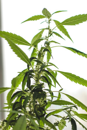 Bush plant of green medical marijuana close-up