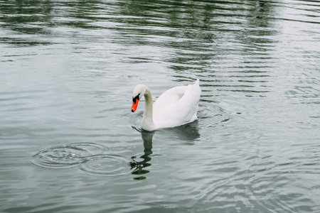 A white swan swims in a large lakeの写真素材
