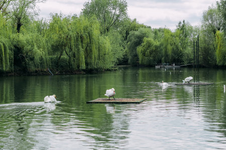 White swans swim in a large lakeの写真素材