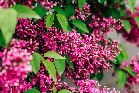 Pink lilac flower close-up in botanical garden