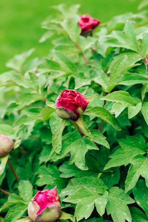 Pink peony flower close-up in botanical gardenの写真素材