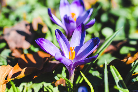 Close-up of purple crocuses in a botanical gardenの写真素材