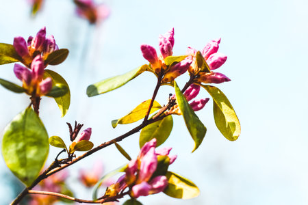 Plant bush purple rhododendron close upの写真素材