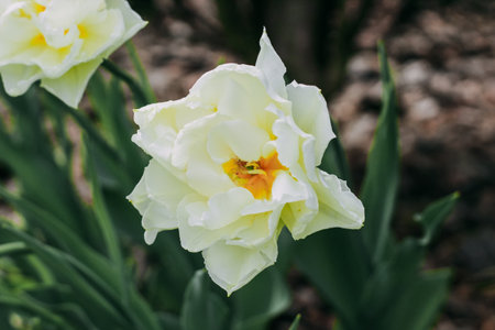 Blooming white varietal tulips close-up, floral backgroundの写真素材