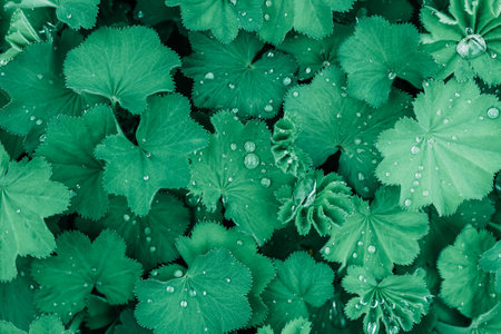 Raindrops on green greenery, macro dew backgroundの写真素材
