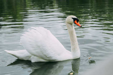 A white swan in a large lake close-upの写真素材