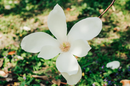 White magnolia flower close-up in botanical gardenの写真素材