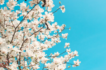 White magnolia flower close-up in botanical gardenの写真素材