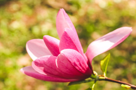 Pink magnolia flower close-up in botanical gardenの写真素材
