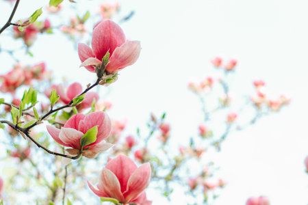 Pink magnolia flower close-up in botanical gardenの写真素材
