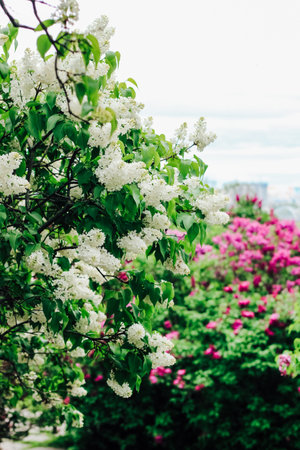 Lilac is a white bush blooming in a botanical gardenの写真素材