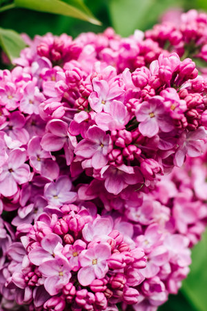 Pink lilac flower close-up in botanical gardenの写真素材