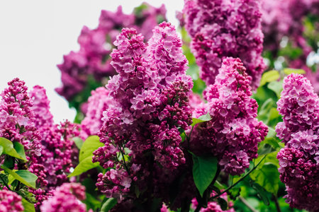 Pink lilac flower close-up in botanical gardenの写真素材