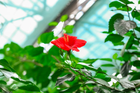 Red hibiscus flower in the garden with green leaf backgroundの写真素材