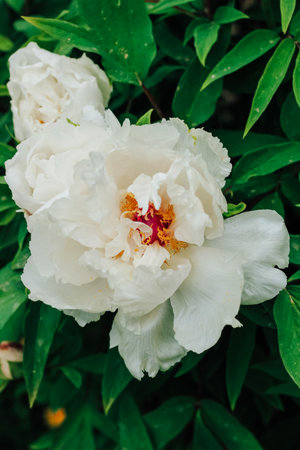 White peony flower close-up in botanical gardenの写真素材