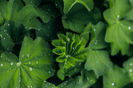 Raindrops on green greenery, macro dew background