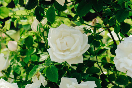white peony climbing rose bush close-up in botanical garden, rose backgroundの写真素材