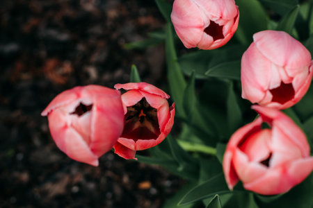 Blooming pink tulips close-up, floral backgroundの写真素材
