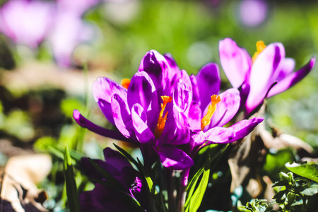 Close-up of purple crocuses in a botanical garden