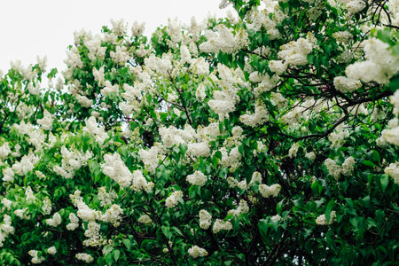 Lilac is a white bush blooming in a botanical gardenの写真素材