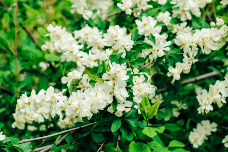 Exochorda racemosa bush flowering white in the botanical gardenの写真素材