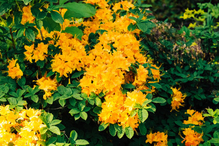 Plant bush yellow rhododendron close upの写真素材