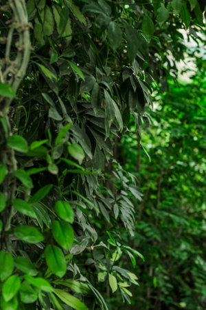 Epipremnum aureum tropical green leaves in forestの写真素材