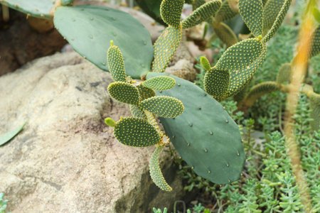Echinopsis pachanoi plant in the desert close-upの写真素材