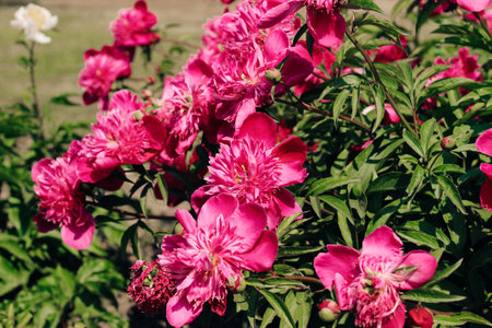 Pink peonies in the garden close-upの写真素材