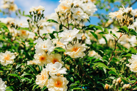 A yellow bush of a climbing rose on a background of a blue sky, a rose background