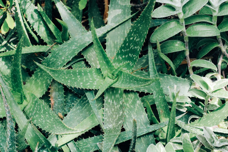 Aloe vera plant in the desert close-upの写真素材